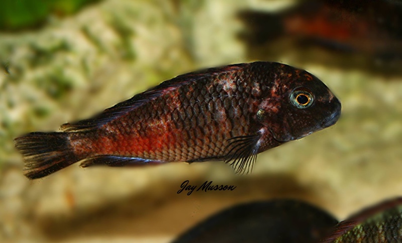 Tropheus sp. 'red' Cape Kipimbi (Kushangaza)